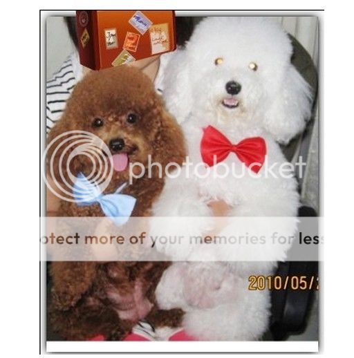 Dog Cat Pet Puppy Toy Kid Cute Bow Tie Necktie Clothes 16