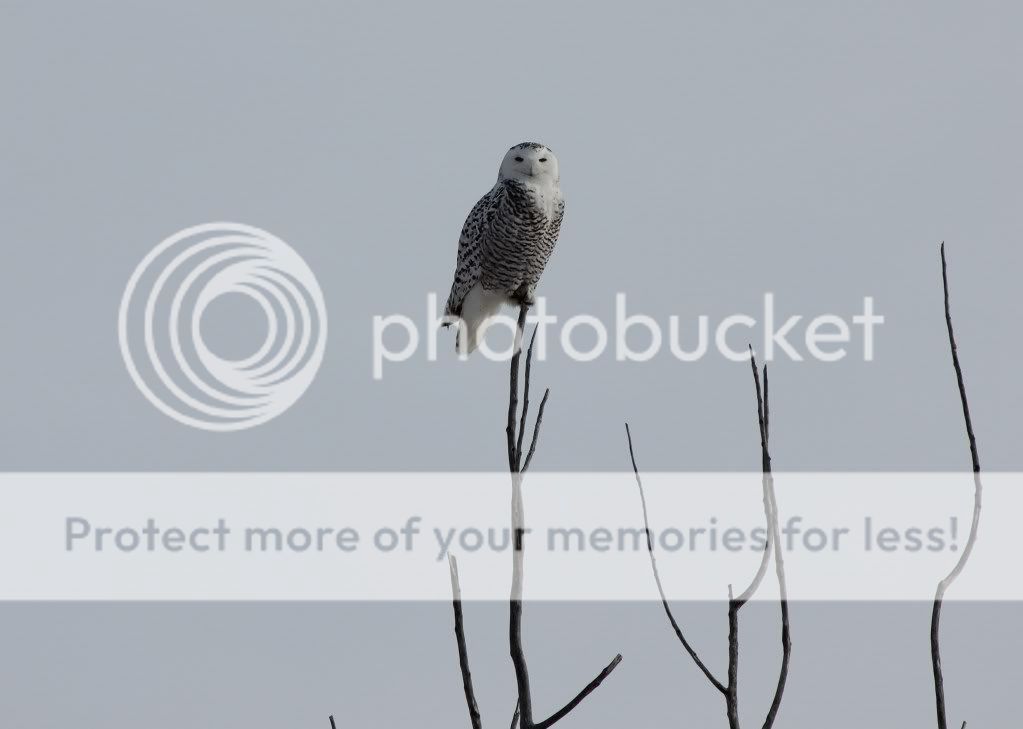 IMAGE: http://i991.photobucket.com/albums/af38/amdvdsn/Canon%202ti/SnowyOwl8.jpg