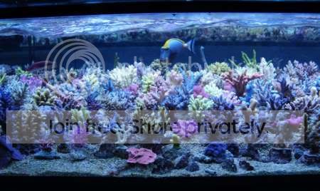 t5 aquarium lights australia